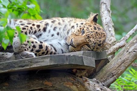 Diese Tiere wird es schon bald nicht mehr geben