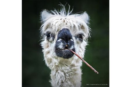 Diese Tierfotos der Comedy Pet Photo Awards 2022 bringen Sie zum Lachen