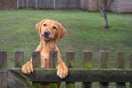 Diese Tierfotos der Comedy Pet Photo Awards 2022 bringen Sie zum Lachen