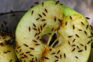 Fruchtfliegenfalle: So werden Sie die lästigen Insekten los