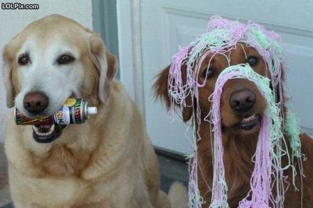 Die 40 lustigsten Fun-Bilder im Internet