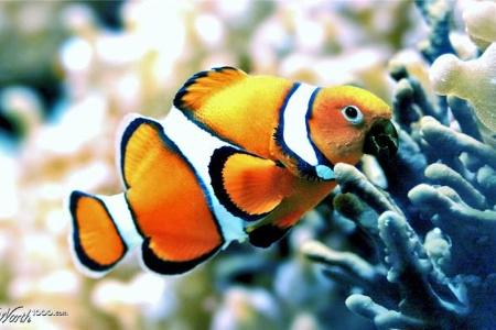 (Bild: Worth1000.com)