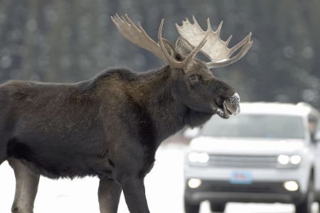 Das Lexikon der Auto-Begriffe: E wie Einfahrtzeit, Elchtest und ESP
