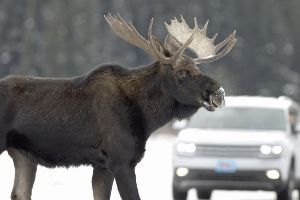Das Lexikon der Auto-Begriffe: E wie Einfahrtzeit, Elchtest und ESP