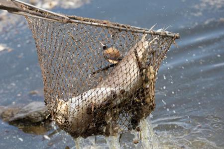 Fischsterben in der Oder und mehr: Die größten Umweltkatastrophen