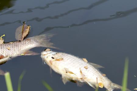 Fischsterben in der Oder und mehr: Die größten Umweltkatastrophen