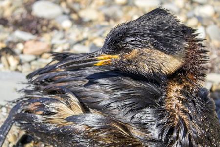 Fischsterben in der Oder und mehr: Die größten Umweltkatastrophen