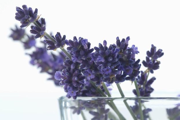 7_Lavendel Westend61.jpg