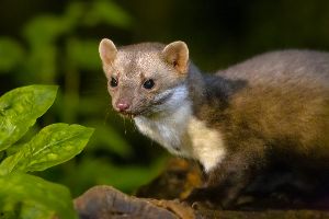 Warum E-Autos ganz besonders vor Mardern geschützt werden müssen