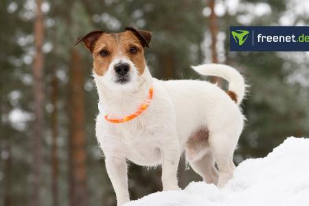 Leuchthalsband für Hunde