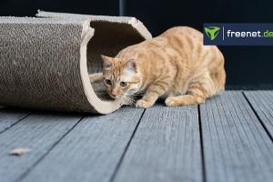 Kratzbretter Katzen