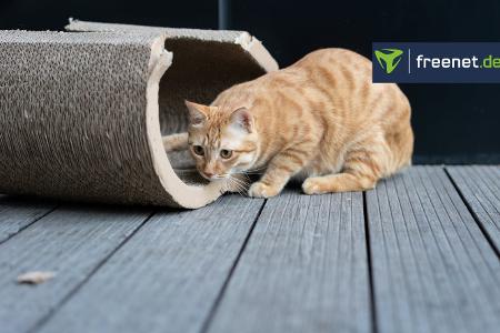 Kratzbretter Katzen