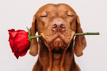 WhatsApp-Sprüche zum Valentinstag: Grüße für die große Liebe