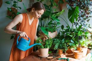 Tannenzapfen-Trick: So leben Pflanzen länger
