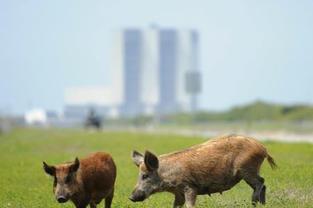 Erlass einer Bürgermeisterin: Fußballverbot für Wildschweine
