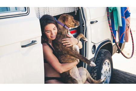 campervan, bulli, hund