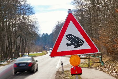Wie Autofahrer sich im Frühjahr bei den Krötenwanderungen verhalten sollten