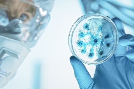 Bakterien in Petrischale