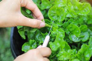 "Das gesündeste Lebensmittel der Welt": Darum ist Brunnenkresse so gut