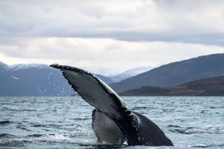 Walbeobachtung in Norwegen