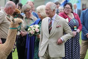 König Charles III. zeigt sich bestens gelaunt beim Alpaka-Streicheln