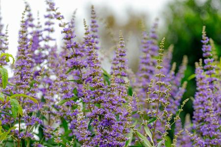 Klimawandel: Diese fünf Pflanzen passen jetzt in den Garten
