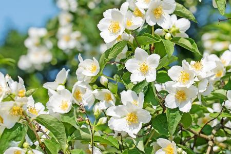 Klimawandel: Diese fünf Pflanzen passen jetzt in den Garten