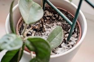 Gewusst? Das hilft bei weißen Flecken auf der Blumenerde