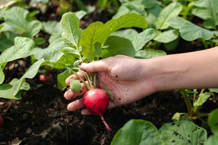 Gemüseanbau im September: Diese Pflanzen gedeihen auch im Herbst