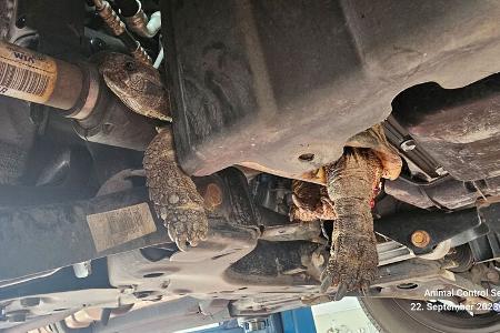 Schildkröten-Rettung