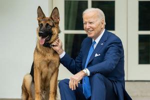 Wegen Beißattacken: Joe Bidens Hund aus dem Weißen Haus verbannt
