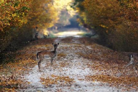 Vorsicht, Wildtiere!