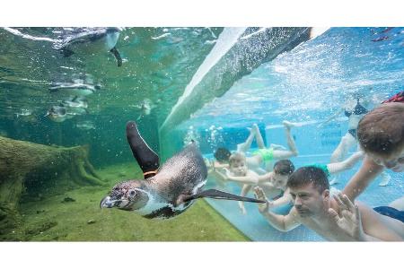 Pinguin, Unterwasser, Mann