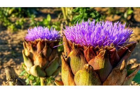 Pössl Campstar Dauertest Bretagne