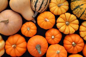 Von Butternut bis Hokkaido: Beliebte Kürbissorten im Überblick