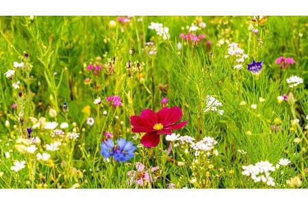 Wohnmobil-Tour Kärnten - Blumenwiese