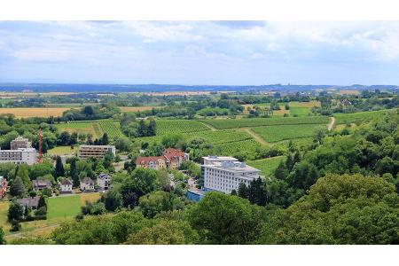 Pfalz, Stadt, Weinberg