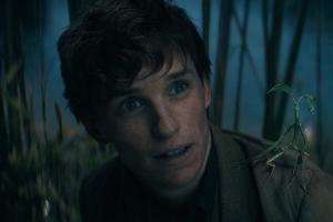 "Phantastische Tierwesen"-Reihe: Weitere Blockbuster vorerst "geparkt"