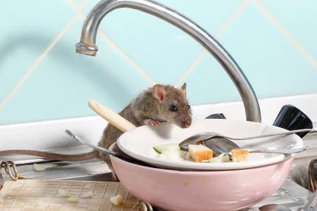 Ratten und Mäuse in der Wohnung: So bekämpft man die Schädlinge