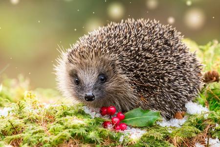 Hilfe für Igel: So wird der Garten zum gemütlichen Winter-Unterschlupf