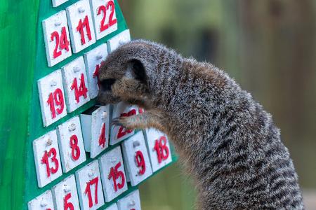 Die ersten Türchen im Adventskalender werden geöffnet - nicht nur von Kindern weltweit, sondern auch von den niedlichen Erdmännchen im Londoner Zoo.