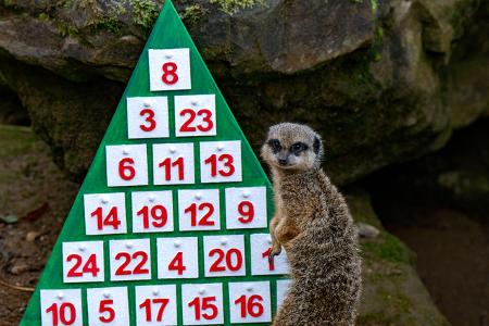 Dort ließen sich Penelope, Dracula und Frank jetzt nicht lange darum bitten, ihren Adventskalender nach Snacks zu durchwühlen.
