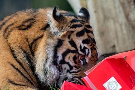 Die jungen Tiger Zac und Crispin hatten ebenfalls Besuch vom Weihnachtsmann.