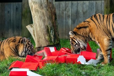 Weihnachtliche Gewürze sollten vor allem an den Geruchssinn der Großkatzen appellieren.