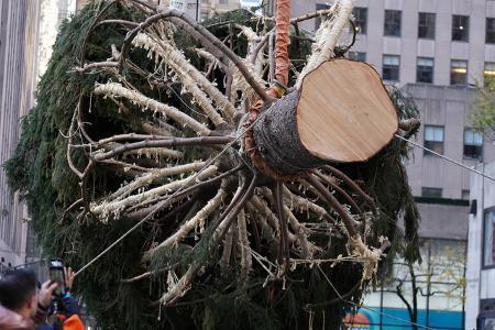 Um den wohl berühmtesten Weihnachtsbaum der Welt an seinen angestammten Platz zu bekommen, müssen erstmal ganze Straßenzüge in New York City gesperrt werden. Die Fichte für das Rockefeller Center wurd ...