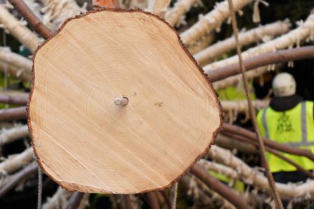 Der mehr als 20 Meter hohe Baum kann nur mithilfe von Baugerüsten geschmückt werden.