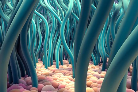 Flimmerhärchen Zellen