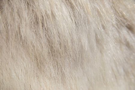 struktur eisbärenfell