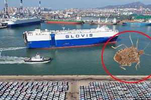 Glovis Caravel mit Stinkwanze