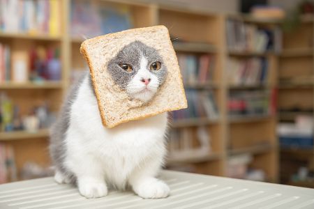 komisches katzenverhalten